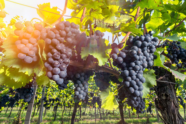 La viticulture et oenologie